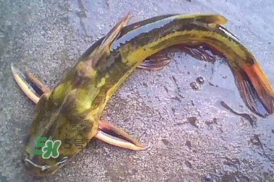 黃蜂魚有毒嗎？黃蜂魚怎么去毒