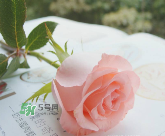 roseonly限量紅粉玫瑰多少錢？有幾朵？