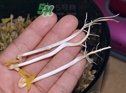 豆芽有根好還是無根好？無根豆芽與有根豆芽區(qū)別