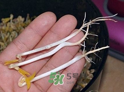 豆芽是發(fā)物嗎？豆芽能見陽光嗎