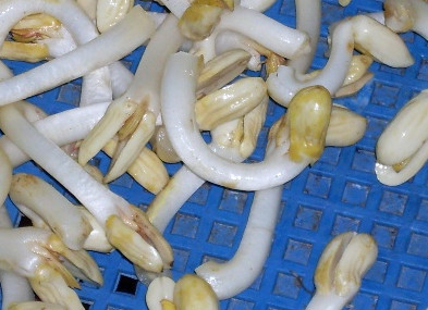 花生芽多少錢一斤？花生芽苦味有毒嗎？