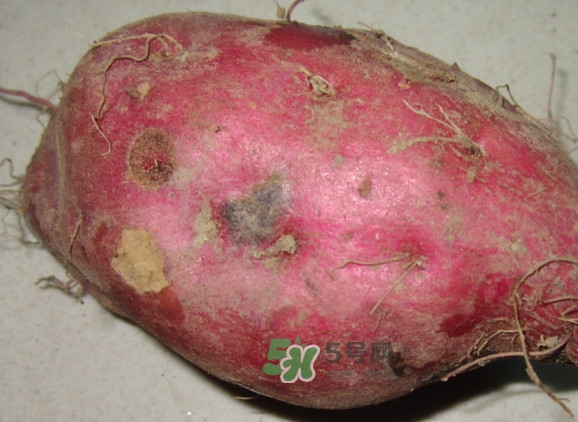 地瓜發(fā)芽能吃嗎？地瓜發(fā)芽了還可以吃嗎