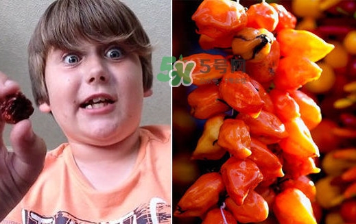 死神辣條什么做的？死神辣條辣死過人嗎