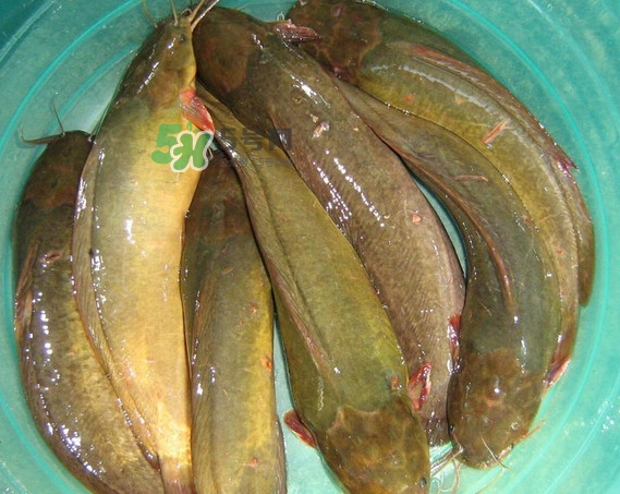 黃蜂魚怎么煮好吃？黃蜂魚燉湯孕婦可以喝嗎