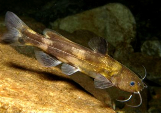 黃蜂魚(yú)怎么煮好吃？黃蜂魚(yú)燉湯孕婦可以喝嗎