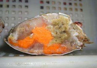 梭子蟹有蟹黃嗎？梭子蟹蟹黃在哪里？