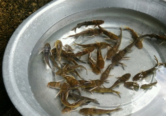 黃蜂魚(yú)怎么做好吃？黃蜂魚(yú)怎么釣