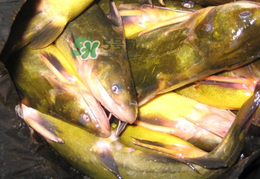 黃蜂魚有毒嗎？黃蜂魚怎么去毒