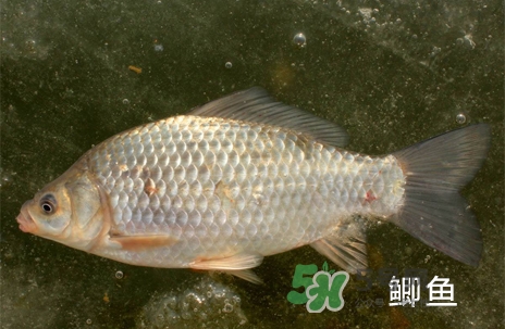 鰣魚和響魚是兩種魚嗎？鰣魚和鯽魚的區(qū)別