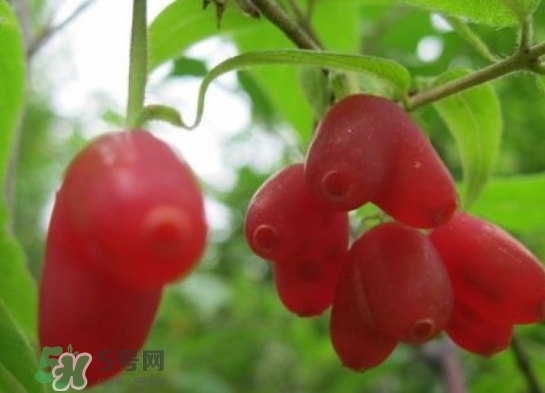 杈杷果能放時間長嗎？杈杷果怎么保存？