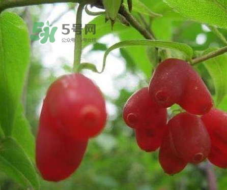 杈杷果多少錢一斤？杈杷果價格表