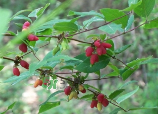 杈杷果多少錢一斤？杈杷果價格表