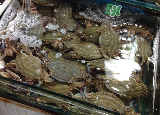 梭子蟹能放多久？梭子蟹能活多久？