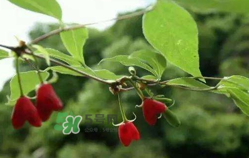 杈杷果怎么吃？杈杷果食用方法