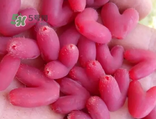 杈杷果怎么吃？杈杷果食用方法