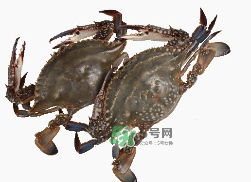 梭子蟹一只大概多重？梭子蟹一斤一般幾只？