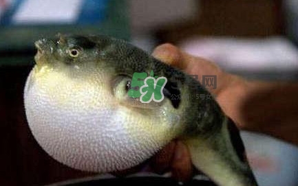 河鲀可以養(yǎng)嗎？河鲀有毒為什么還要吃