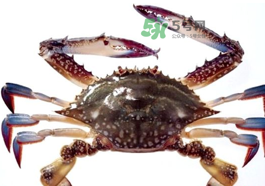 梭子蟹一只大概多重？梭子蟹一斤一般幾只？