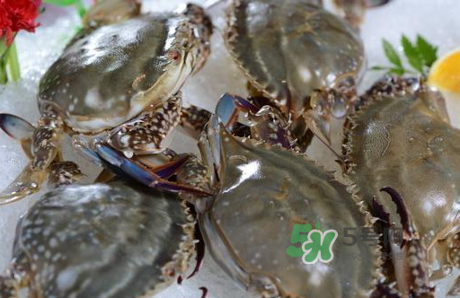 梭子蟹一只大概多重？梭子蟹一斤一般幾只？