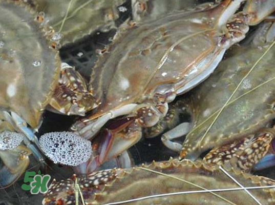 梭子蟹為什么這么貴？梭子蟹和大閘蟹哪個(gè)貴？