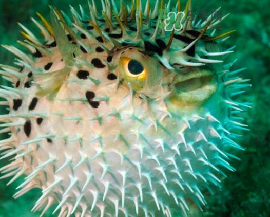 河鲀多少錢一只？河鲀多少錢一斤