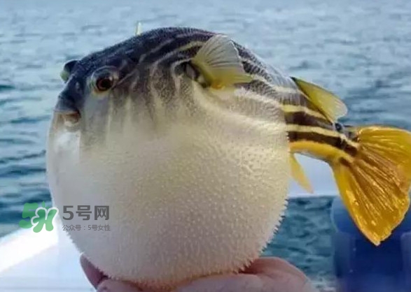 河鲀和大巴魚是一回事嗎？河鲀有哪些營養(yǎng)價(jià)值