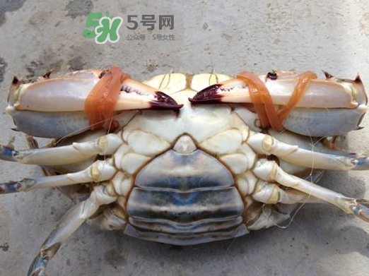 飛蟹可以冷凍嗎？飛蟹能冷凍保存嗎？