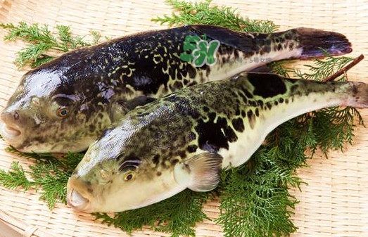 河鲀怎么吃？河鲀怎么處理