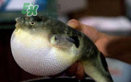 河鲀毒煮了還有毒嗎？怎樣去除河鲀的毒素