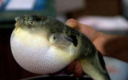 河鲀哪個(gè)部位有毒？河鲀哪個(gè)部位可以食用