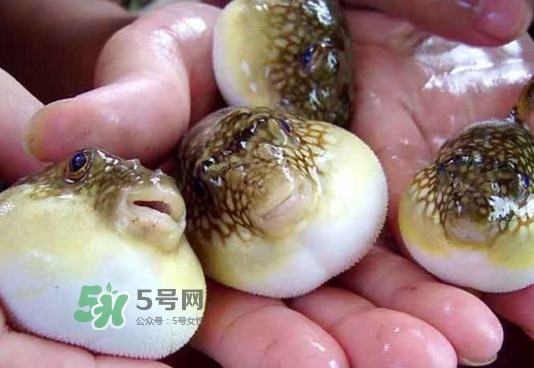 河豚哪里有毒？河豚毒素在哪