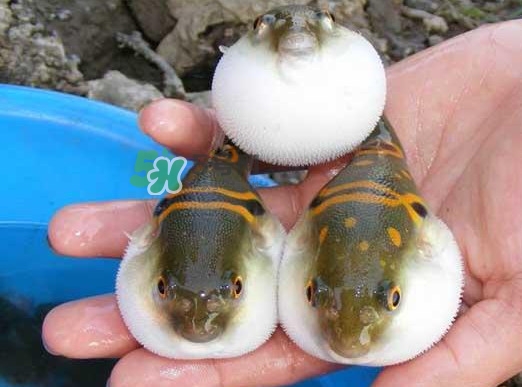 河豚哪里有毒？河豚毒素在哪