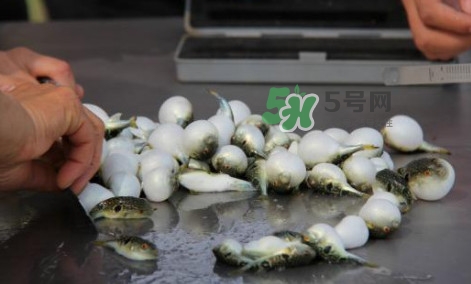河豚能吃嗎？河豚可以吃嗎