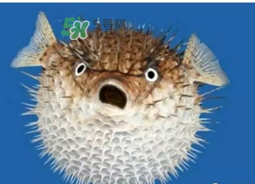 河豚可以當(dāng)寵物養(yǎng)嗎？河豚可以用淡水養(yǎng)嗎