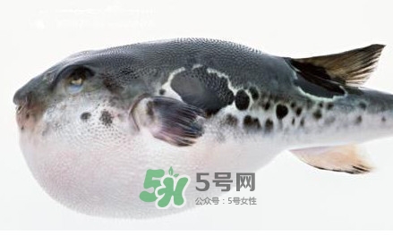 河豚究竟有多好吃？河豚最毒的部位是哪里