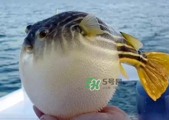河豚魚多少錢一斤？河豚為什么會鼓起來