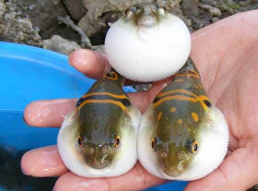 河豚魚怎么吃？河豚魚怎么去毒