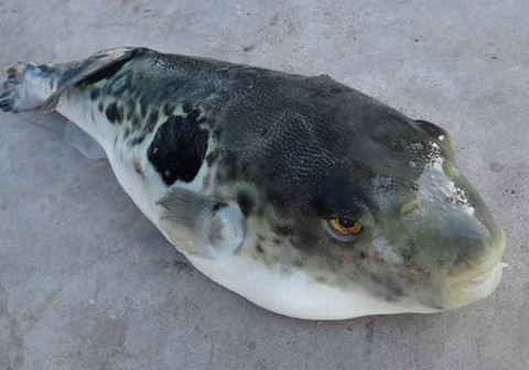 河豚魚怎么吃？河豚魚怎么去毒