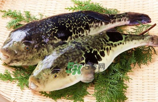 河豚魚是海鮮嗎？河豚魚是淡水魚嗎