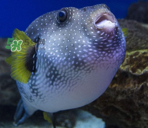 河豚魚是發(fā)物嗎？河豚魚為什么有毒