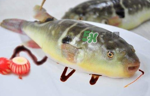 河豚魚是發(fā)物嗎？河豚魚為什么有毒