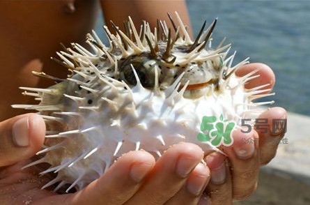 河豚中毒會(huì)產(chǎn)生幻覺嗎？河豚中毒多久發(fā)作