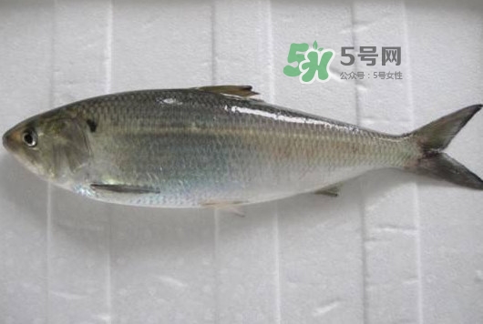 鰣魚多少錢一斤？長江鰣魚多少錢一斤2017