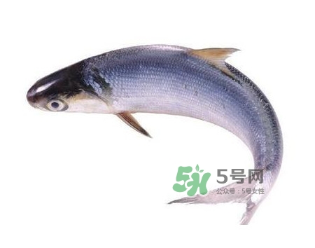 鰣魚(yú)怎么讀？鰣魚(yú)是什么魚(yú)