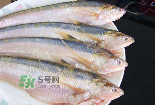 鰣魚刺多嗎？鰣魚可以養(yǎng)殖嗎