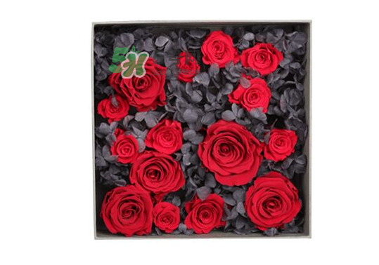 roseonly永生花可以保存多久？roseonly永生花保養(yǎng)