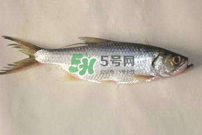 鰣魚怎么做好吃？鰣魚怎么處理