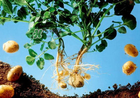 八月份可以種土豆嗎？八月份可以種馬玲薯嗎？