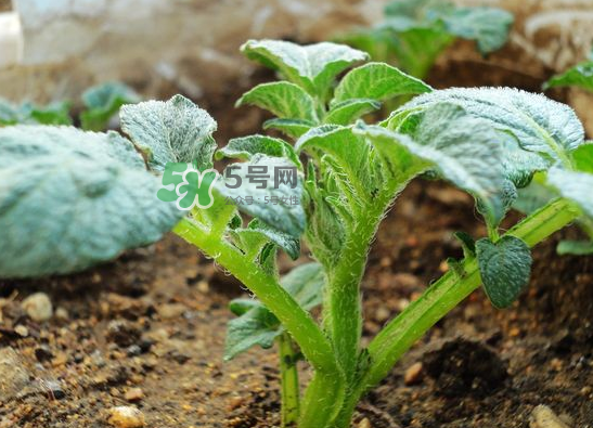 八月份可以種土豆嗎？八月份可以種馬玲薯嗎？