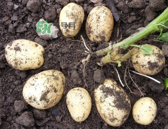 八月份可以種土豆嗎？八月份可以種馬玲薯嗎？